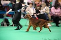 Crufts2011 033